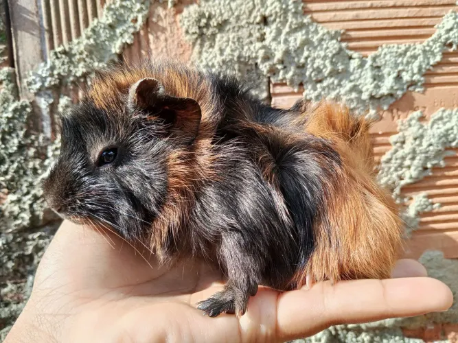 Porquinho da índia filhote 