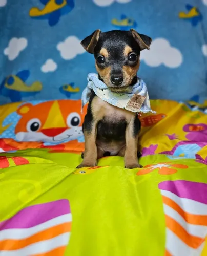 Bebezinho Pinscher/ Pincher saudável e com linhagem selecionada