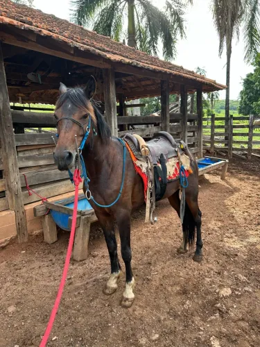 Vendo égua quarto de milha top