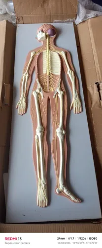 Sistema nervoso Humano