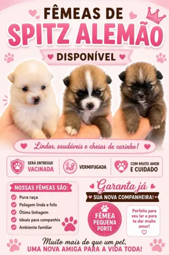 Filhotes Spitz Alemão