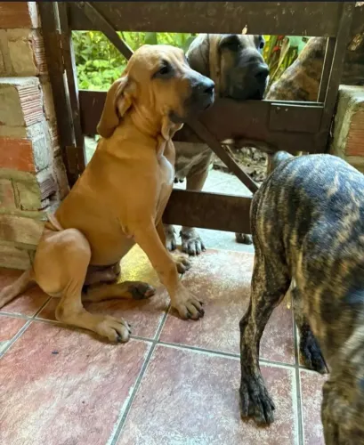 Canil SILVA VENDE FILHOTE MACHO FILA BRASILEIRO (VALOR NEGOCIÁVEL!!!)