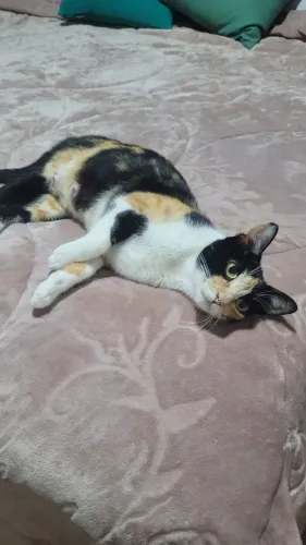 Gatos lindos para adoção 