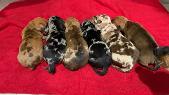 Filhotes Dachshund Teckel
