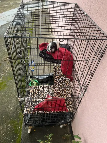 Gaiola porquinho da índia