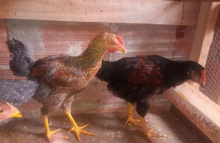 Frango caipira