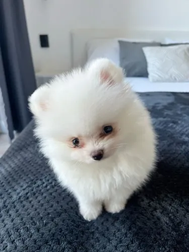 Cachorro Lulu da Pomerania carinho em forma de presente especial