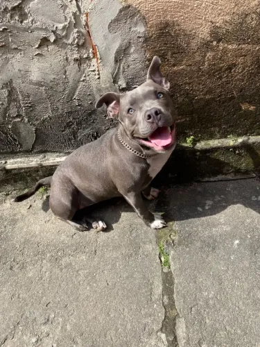 Cachorro bully