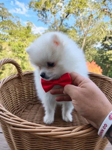 Spitz alemão (lulu da pomerania) ANÃO - ALTO PADRÃO