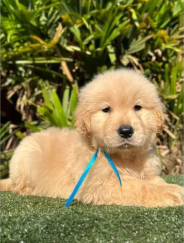 doação de filhote de Golden retriever