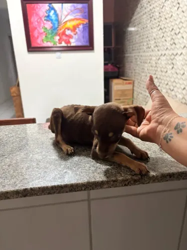 pinscher 
