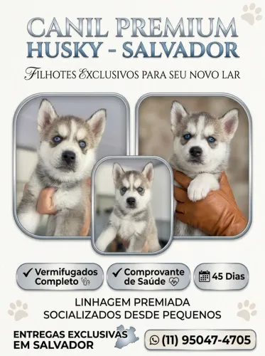 Filhote super premium de Husk Siberiano 