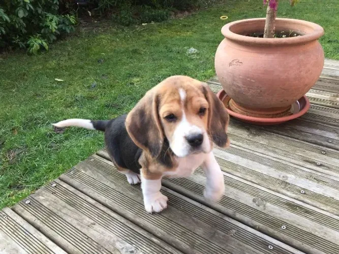 Beagle docil e ativo 