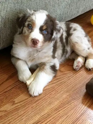 Border Collie Um Cachorrinho Para Deixar Seus Dias Mais Acolhedores 