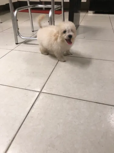 Filhote poodle toy em até 10x sem juros