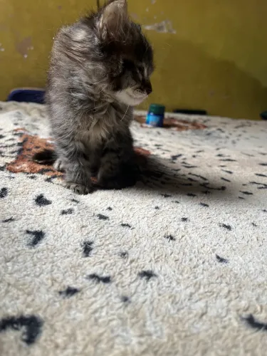 Doação de gato