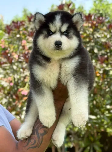 Husky siberiano Cachorro fofinho disponível para alegrar sua casa