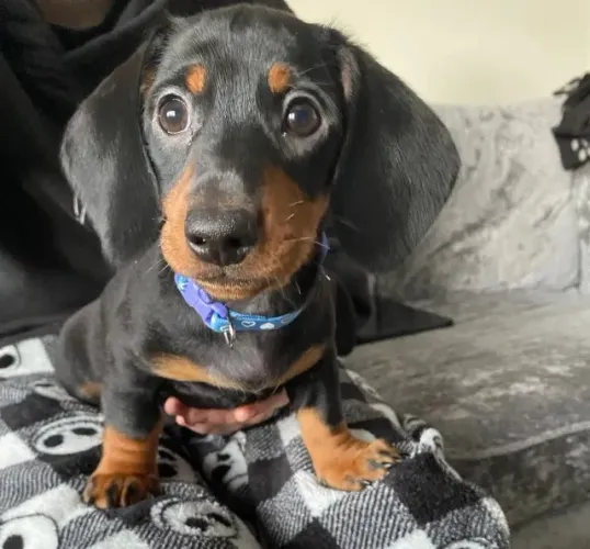 Filhote de cachorro dachshund/teckel/basset/salsicha/cofap vacinado