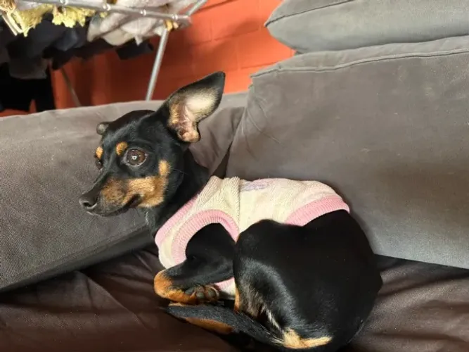 Fêmea pinscher adulta 1 e 4 meses