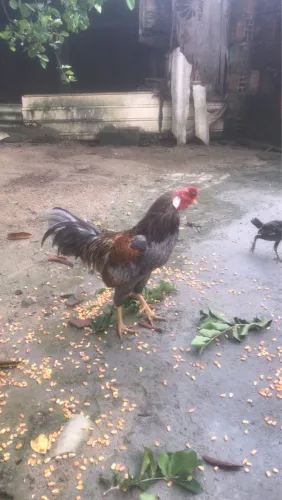 Galinha de Capoeira  