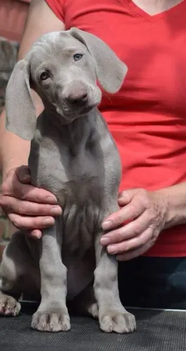 Weimaraner