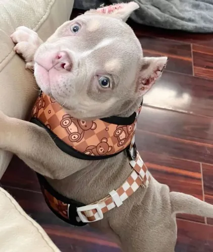 American Bully - Filhotes Lindos E Muito Espertos 