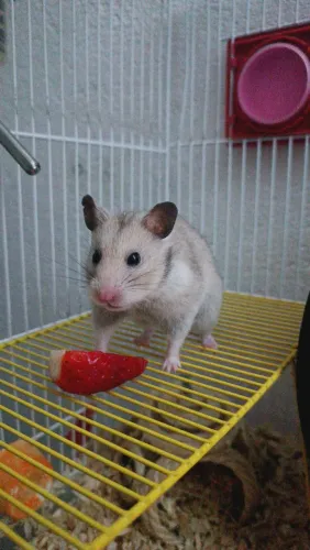 Hamster sírio com kit completo e roda adequada de isolamento