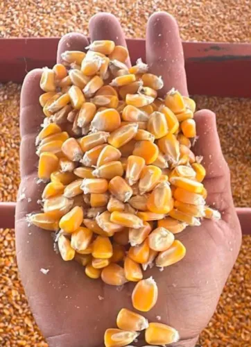 MILHO - COMPRE DIRETO DA FAZENDA E NEGOCIE SEM ATRAVESSADORES!