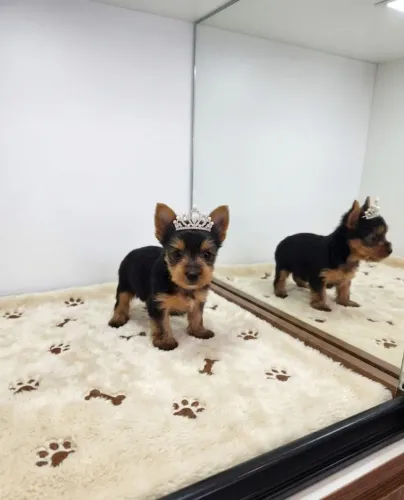 Yorkshire Terrier Delicada e Muito Charmosa