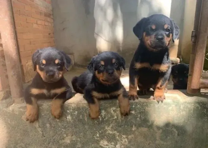 Filhote de Rottweiler o pequeno guardião que também sabe dar muito amor