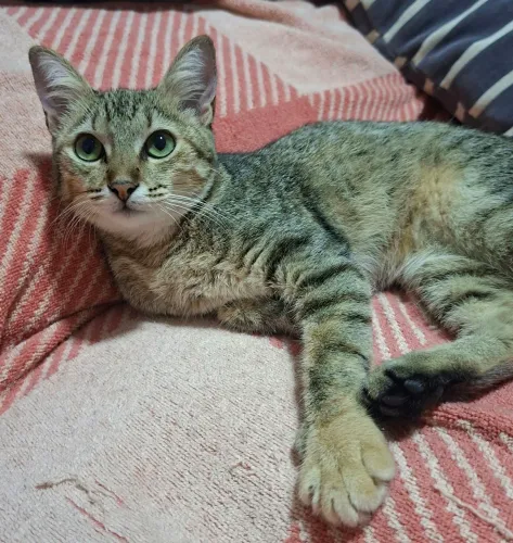 Gata fêmea castrada e vermifugada para adoção 