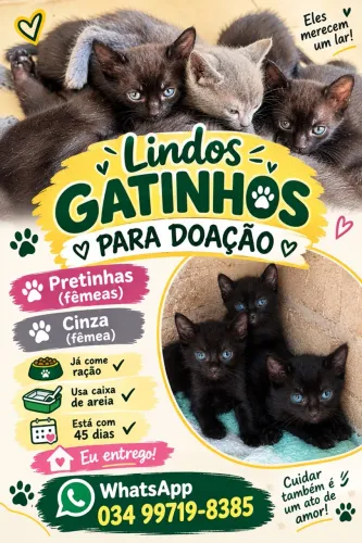 Lindos gatinhos para adoção