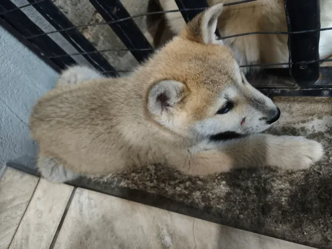 Filhotes de cães da raça Akita