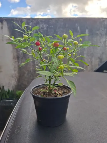 Pimenteiras, Roseiras e Plantas medicinais