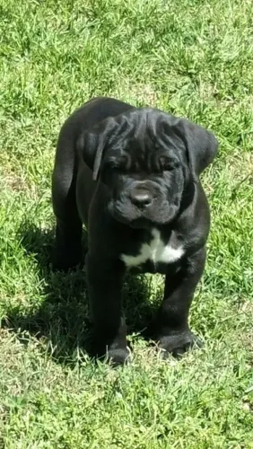 Cane Corso Delicadeza em Cada Latido