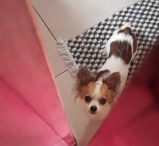 Chihuahua fêmea em busca de um namorado 