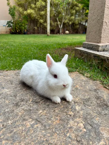 Mini Coelho netherland dwarf 