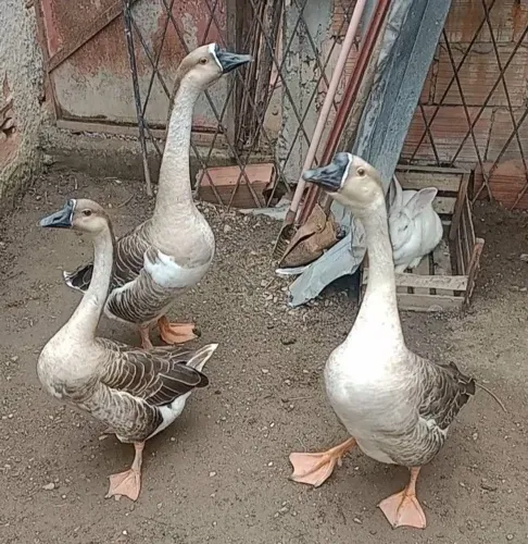 Ganso sinaleiro macho 