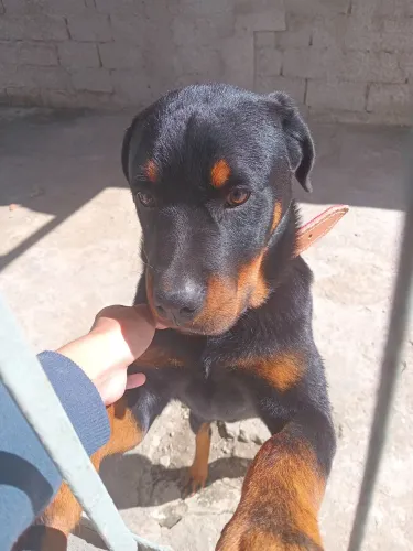 Vendo rottwaler macho filhote, $1.500