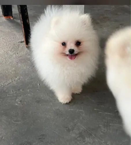 Linda filhote de Lulu da pomerania