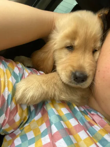 Golden fêmea 2 meses