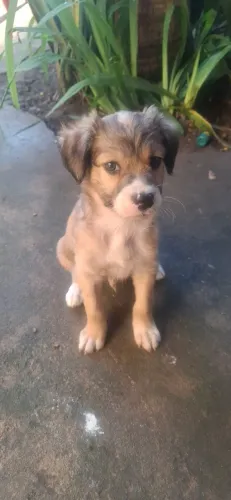 Cachorros pra adoção.