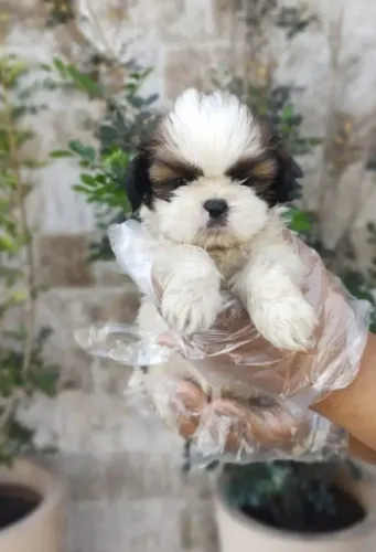 Lhasa Apso Filhotes lhasa apso miniaturas legítimos cão do Tibet
