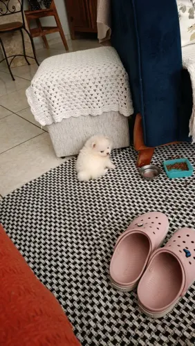 Vendo Sptiz Macho, micro. 2 meses pesando 500 gramas.