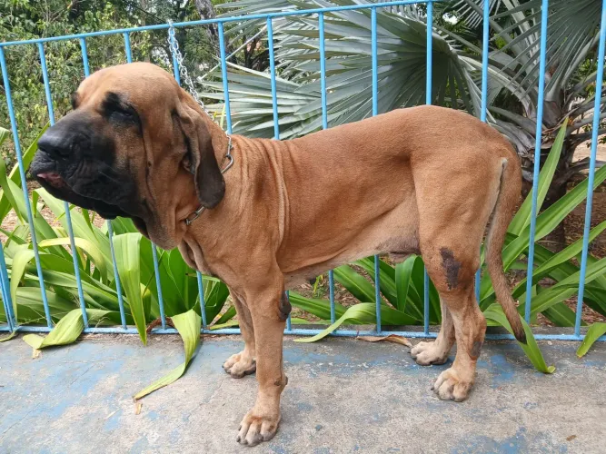 FILA BRASILEIRO