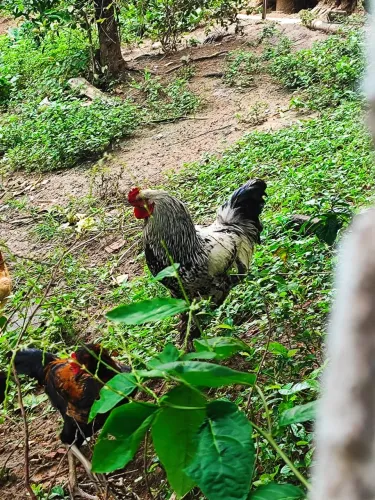 Galo Brahma 