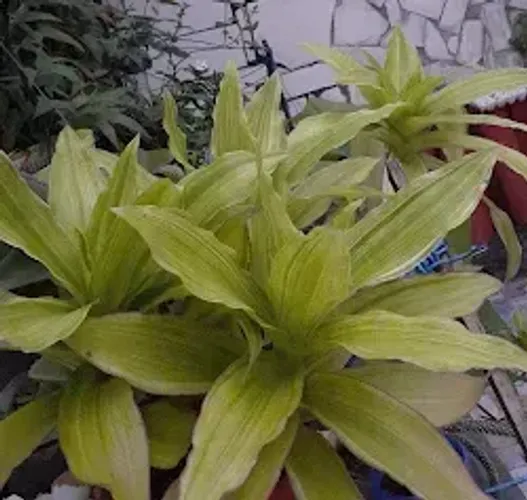 Plantas Ornamentais Venda urgente (Preciso desocupar o espaço)