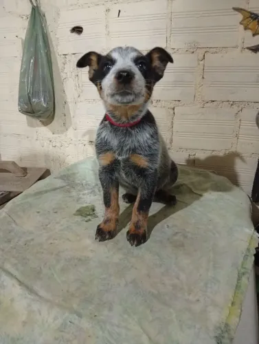 Vendo 