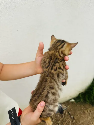 Gato Bengal Fêmea 1 mês de nascida