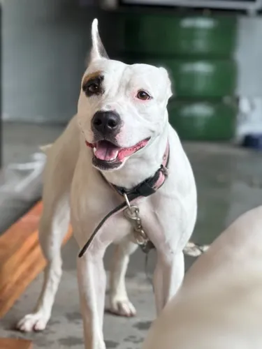 DOAÇÃO PITBULL FÊMEA 